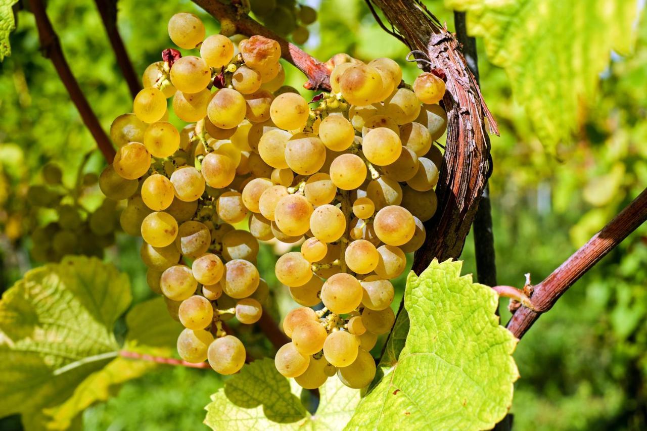 Fewo Zur Goldenen Traube Διαμέρισμα Rüdesheim am Rhein Εξωτερικό φωτογραφία